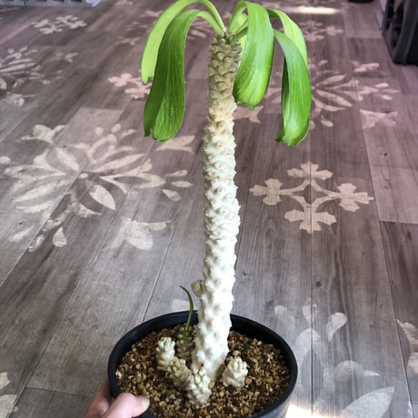 euphorbia    poissonii《L size》希少‼︎6分頭株‼︎※大変白く美しい肌質な分頭大株‼︎