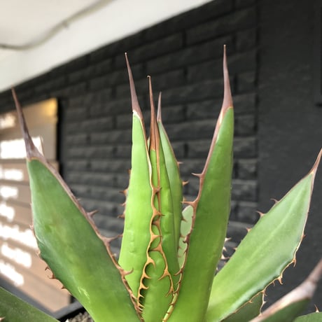 agave horrida《大きめM size》※現地球発根後店主国内管理2年株※締まり&樹形balance良きホリダ※mad black bowl pot植え