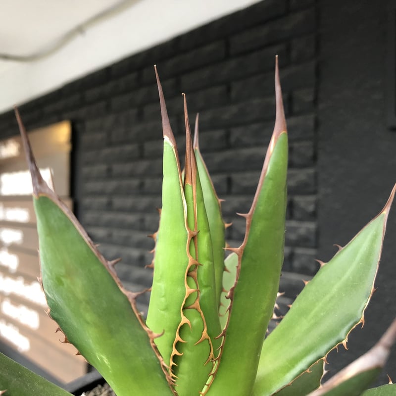 agave horrida《大きめM size》※現地球発根後店主国内管理2年株※締まり&樹形...