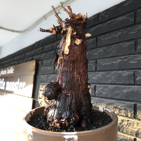 mestoklema tuberosum《大きめLLsize》極太大株※現地球発根後店主国内管理8年株※反り立つ壁的な圧倒的威圧感を持つ一株※mad brown marble bowl pot植え