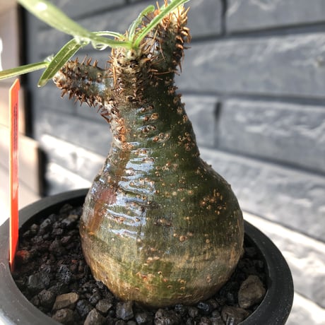 pachypodium gracilius《大きめS size》※希少green肌&360度球体株※現地球発根後店主国内管理2年株※短枝グリーン肌のまん丸球体株※mad black pot植え