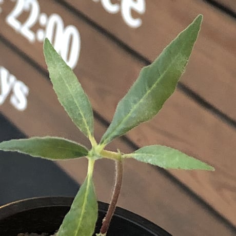 dorstenia   psilurus《大きめS size》激希少種※現地球発根後店主国内管理1年株※中々手に入らない現地球株レア物※mad black pot植え