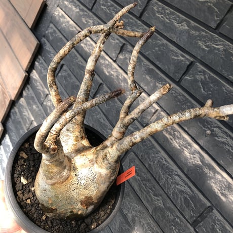 pachypodium gracilius《LL size》偏平&現地焼け肌※現地球発根後店主国内管理2年株※ロウが溶けた様な荒々しい肌感が堪らない一株※mad black bowl pot植え