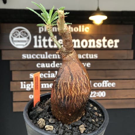 pachypodium succulentum 《M size》※現地球株発根済※サキュレンタムらしからぬ濃いめの肌に整った丸み強き良樹形が堪らない‼︎※mad black pot植え