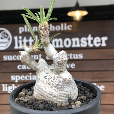 pachypodium gracilius《大きめS size》※希少‼︎白肌株※現地球発根後店主国内管理2年株※絶妙な捻くれ枝振り&美しい純白が堪らない※mad black bowl pot植え