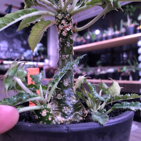 dorstenia   lavrani《L size》希少‼︎ でっぷり塊根部&五本の良き枝振り株 ※mad  black  pot植え