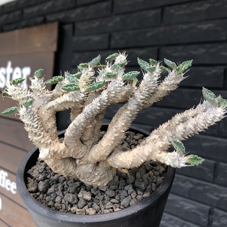 euphorbia tulearensis《 M size》※現地球発根後店主国内管理2年株※塊根に対し半端なく良枝振りな希少性No.1塊根ユーフォルビア‼︎※mad black pot植え