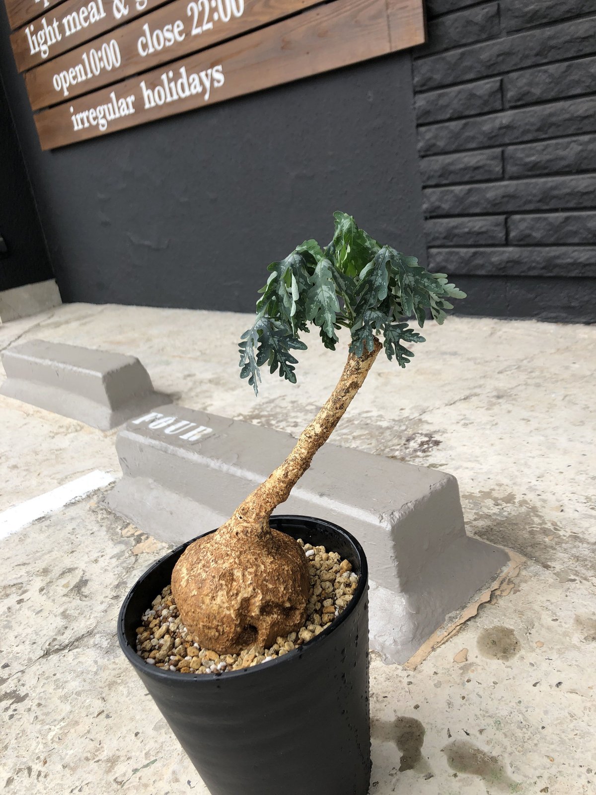 adenia perrieri《L size》店主の力作 | plants holic