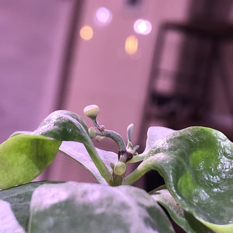 othonna   triplinervia  《M size》※優しい綺麗肌な幹と黄色花が魅力‼︎  ※限定２株