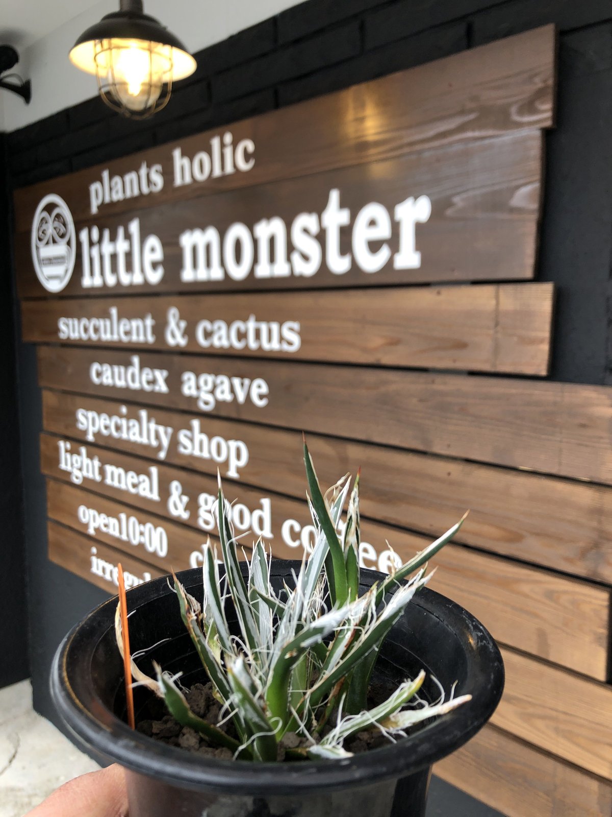 agave toumeyana《 樹氷》 | plants holic 