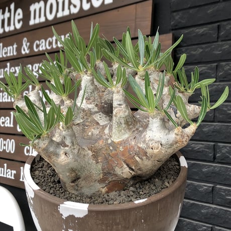 pachypodium brevicalyx 《XL size》※現地球株発根済※bigサイズ‼︎低重心半端なき枝振りも堪らない※brown marble bowl pot植え