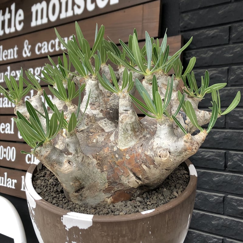 pachypodium brevicalyx 《XL size》※現地球株発根済※bigサイズ