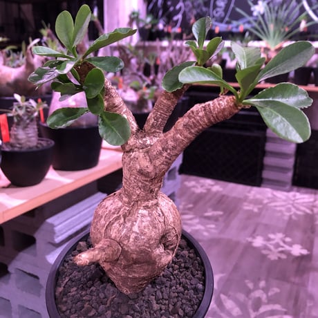 euphorbia   subapoda《大きめM size 》特化した肌質＆ぼってり樹形且つ、株元の四つ穴が堪らないスバポダ※mad black pot植え