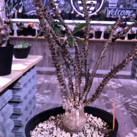 euphorbia    hofstaetteri《L size》希少‼︎