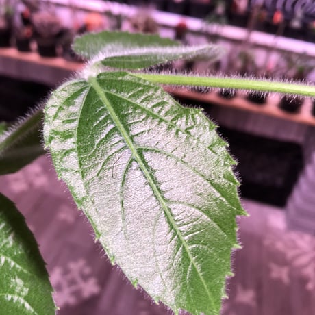 cyphostemma  bengal《L  size》※株元どっしり構えの流通なき激希少種‼︎balanceも良き綺麗な樹形&柔らかな葉※mad black pot植え