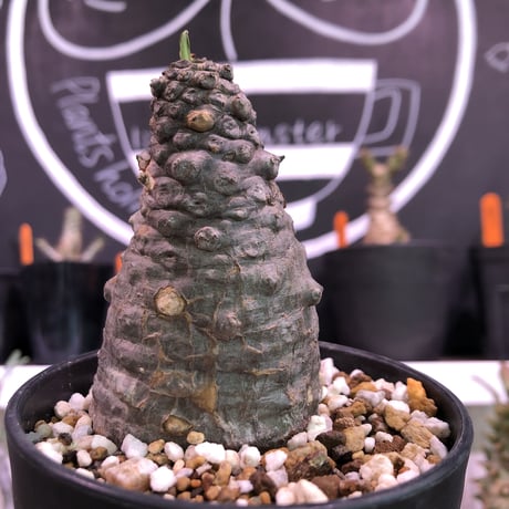 euphorbia   pachypodioides