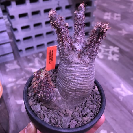 packypodium  gracilius《大きめS  size》W-he'd株※現地球発根済み株‼︎※ぼってり樹形の上、二分頭balance良きグラキ※mad black bowl pot植え