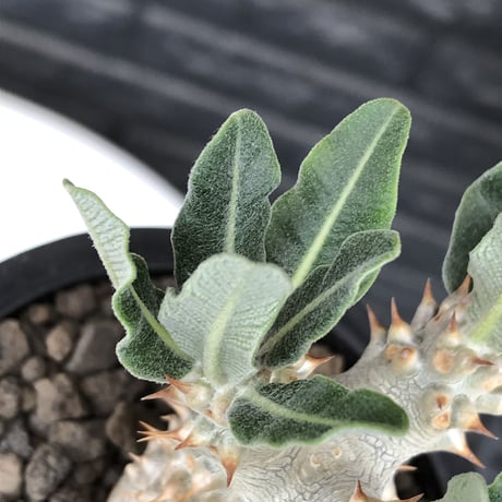 pachypodium tackyi《小さめM size》希少種‼︎gr※littmon seed3年株※白く美しくちぢれ葉が堪らなくかわいすぎる一株※mad black pot植え