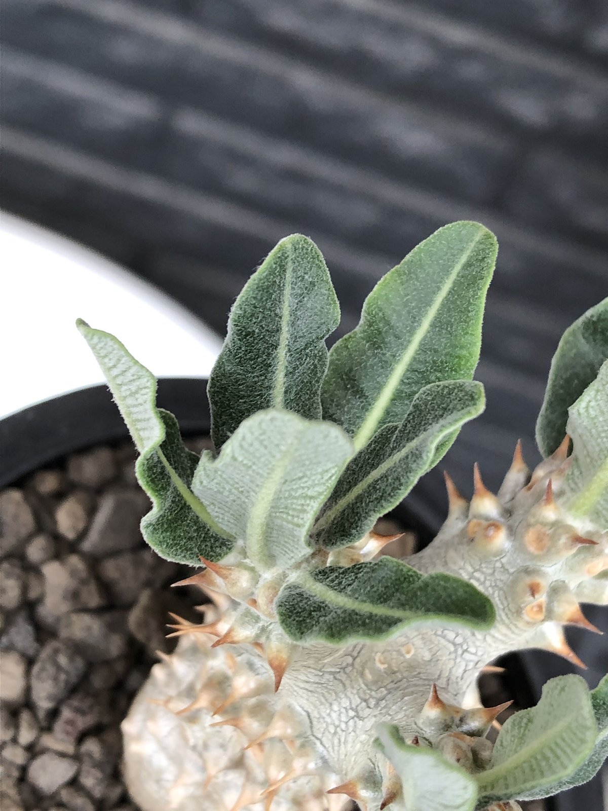 pachypodium tackyi《小さめM size》希少種‼︎gr※littmon se