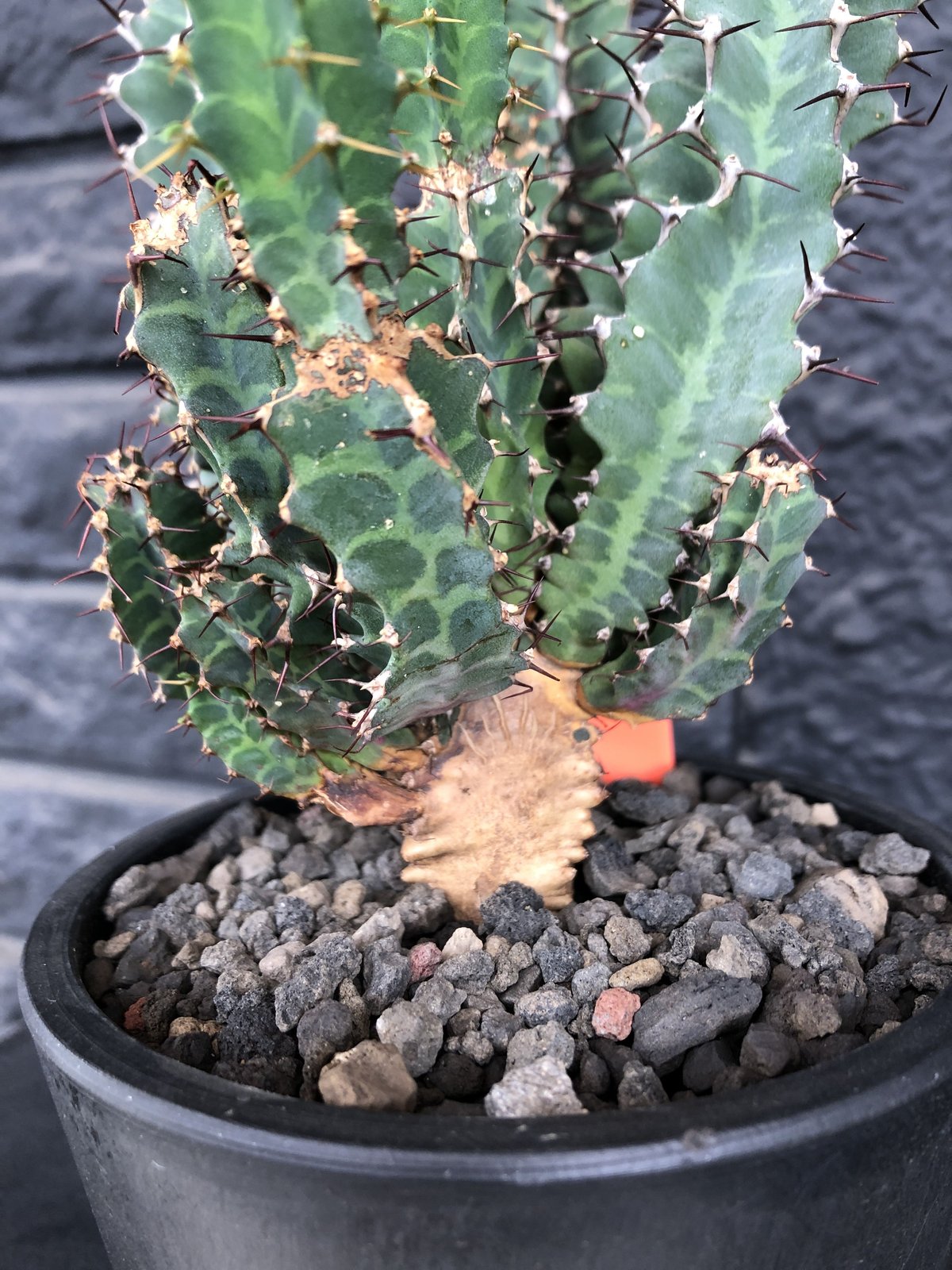 euphorbia tortirama《L size》※極上株‼︎極太多肉質葉をwildに捻