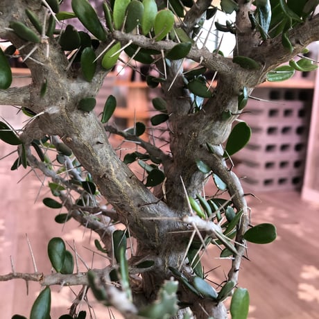 alluaudia    comosa《LＬ size》