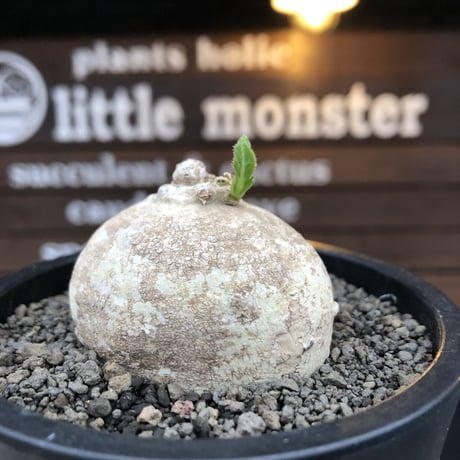 pentagonanthus grandiflorus ssp.glabrescens《M size 》※現地球発根後店主国内管理2年株※激希少種‼︎可愛すぎる装い※mad black pot植え