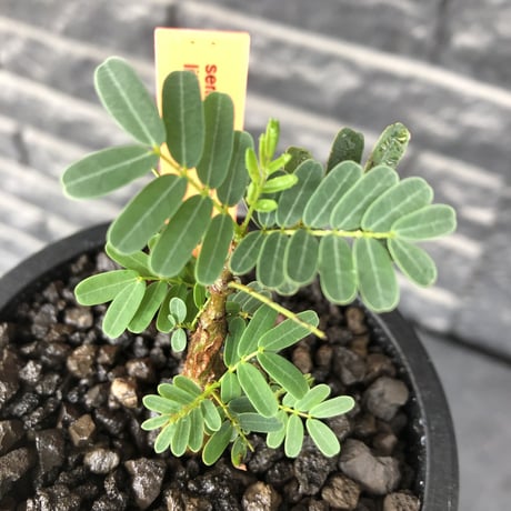 senna  meridionalis《 S size》littmon seed🌱※小振りながら大切に育てた成長楽しみ可愛いセンナ※mad black pot植え