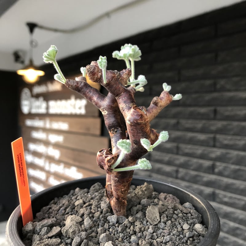 ペラルゴニウム　ミラビレ　大き目 現地球　発根株（鉢付き） ペラルゴニウム ミラビレ 現地球 発根株 (鉢付き)