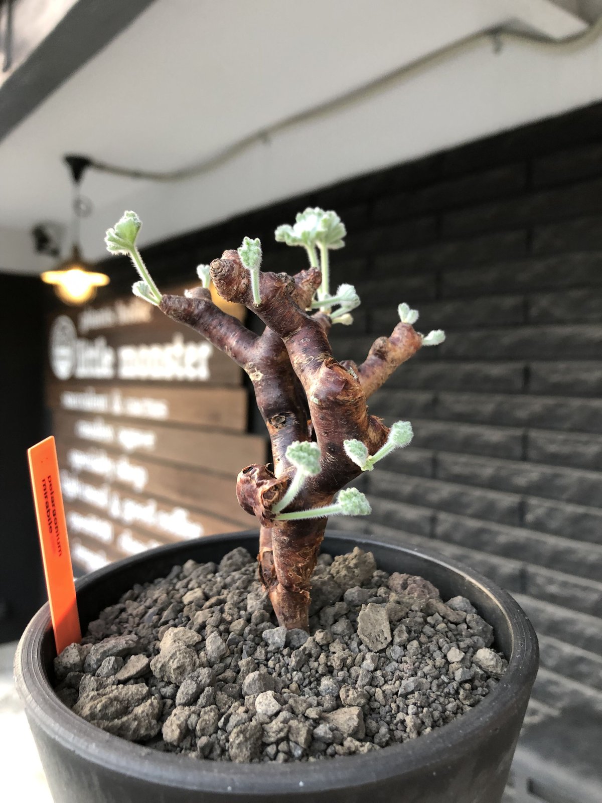 ペラルゴニウム　ミラビレ　大き目 現地球　発根株（鉢付き） Yahoo!オークション - 【超特大】ペラルゴニウム ミラビレ 現地