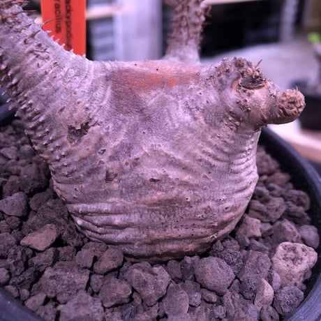 packypodium  gracilius《大きめS  size》※現地球発根済み株‼︎※驚愕‼︎可愛すぎる程まん丸グラキ‼︎※mad black bowl pot植え