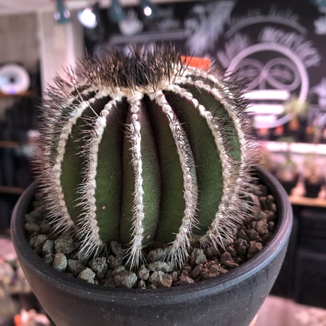 uebelmannia  pectinifera《L size》※店主国内管理18年株※大変bigな360度球体極美株‼︎且つ希少大株‼︎上品な趣高き一株‼︎※mad black bowl pot植え