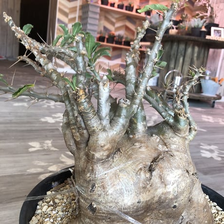 packypodium   saundersii（XL size）