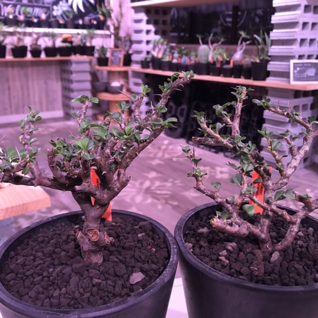 サルコカウロンバンデリエティアエ | STORES