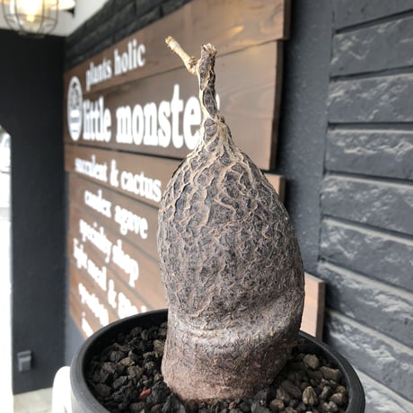 cyphostemma montagnacii《 大きめL size》※現地球発根後店主国内管理7年株※希少種大株ひび割れた表皮が渋かっこいい一株‼︎良樹形※mad black bowl pot植え