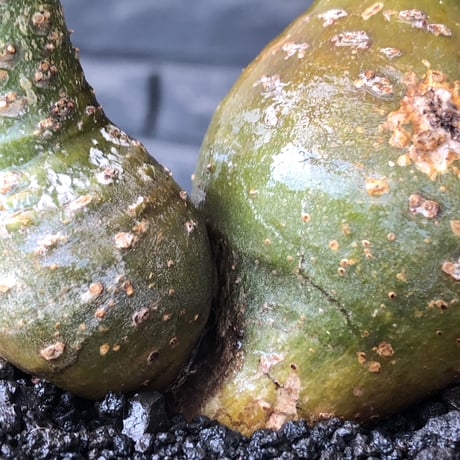pachypodium gracilius《M size》希少‼︎極green肌&球体双頭株※現地球株発根済※ビンテージ感強き格好良さと可愛らしさの両面を持つ一株※black bowl pot植え