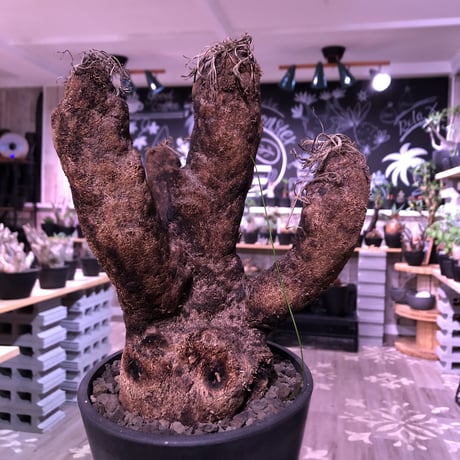 xerophyta  trichophylla《LL size》※現地球発根芽吹き済※驚愕強靭株※限りなくweightがlowなbalance &サイズ良きトリコフィラ※mad black pot植え