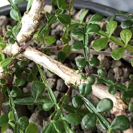 opercullicarya decaryi  littmon  seed🌱  《3年株》※成長早く例年変化感じながら育てられるlowに作り込んだ良樹形※mad  black  bowl pot植え