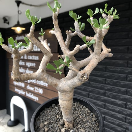 othonna furcata《L size》良枝振り樹形※現地球発根後店主国内管理5年株※肉々しい極枝振り良き美しい良樹形株※mad black pot植え