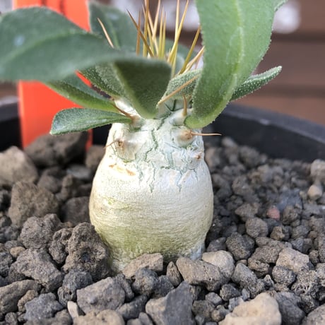 pachypodium  namaquanum 光堂《S size》littmon seed🌱※希少‼︎威勢よく葉も展開中‼︎しっかり育てたかわいい奴※mad black pot植え