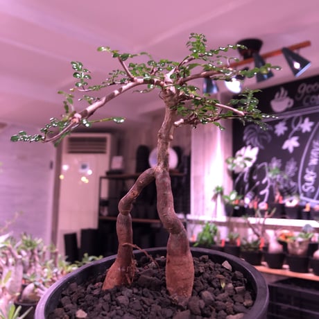 opercullicarya   decaryi  littmon  seed🌱  《3年株》※成長早く例年変化を感じながら育てられるしっかり作り込んだ良株※mad  black  pot植え