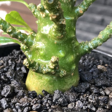 希少‼︎dorstenia gigas《小さめL  size》littmon  seed🌱9年株※極太ぼってり株元に良枝振りなリトモン渾身の一株※mad black pot植え