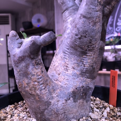 packypodium   enigmaticum《L L size》（大きな二分頭株）W-he'd ※現地球発根済み株‼︎ 大変bigな肉肉しいエニグマ‼︎