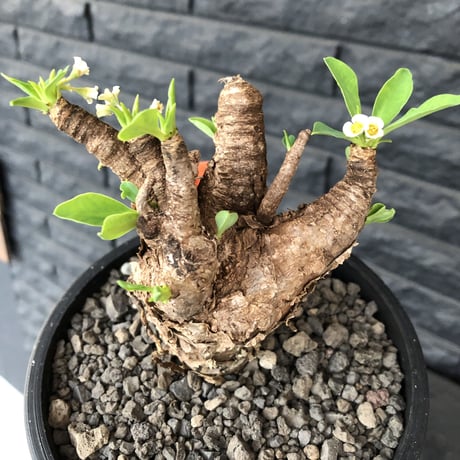 euphorbia    itremensis《M size》おススメ株‼︎   mad  black  pot植え