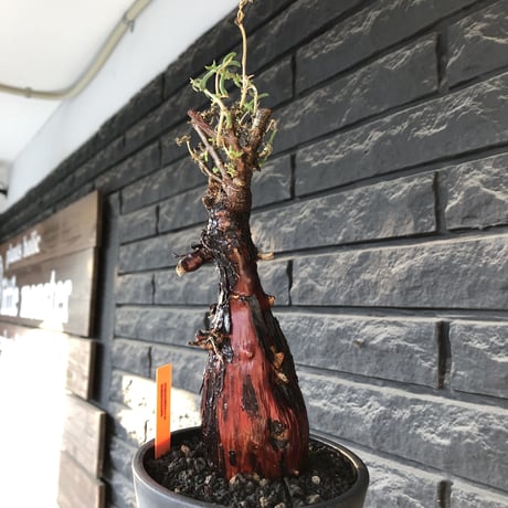 mestoklema tuberosum《L  size》※現地球発根後店主国内管理4年株※より赤肌強き個体となり味深き表皮が堪らなく冬季も動く唯一無二な希少灌木※mad black pot植え
