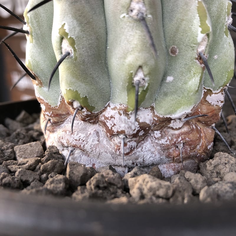 copiapoa cinerea 黒王丸《大きめM size》激希少※現地球発根済株※店