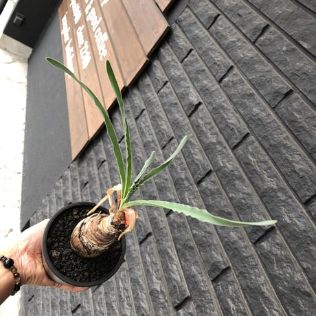boophane   disticha  《M size》black肌※手乗りsizeな良き樹形なblack肌カラーが魅力※mad black pot植え