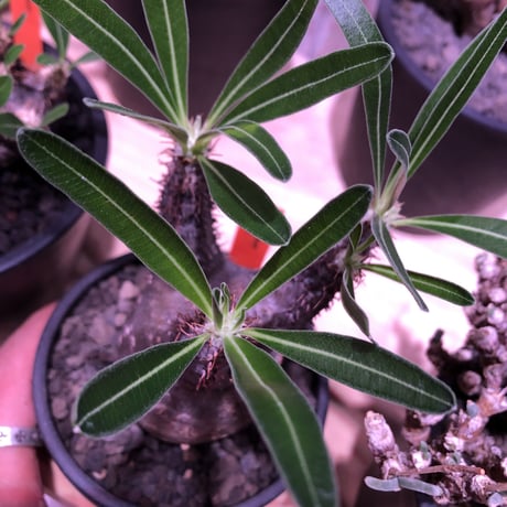 packypodium  gracilius 黒肌《M size》  現地球  発根済み株   mad black bowl pot植え