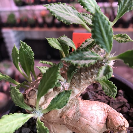 euphorbia tulearensis《 L L size》※驚愕‼︎最高峰のbig塊根を持つ希少性激高塊根ユーフォルビア‼︎全体balanceも良く激オススメ株※mad black pot植え