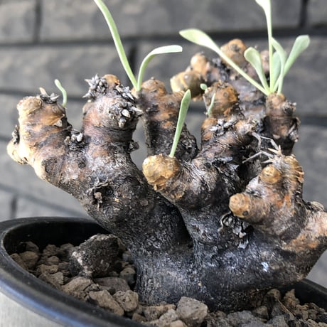 othonna  euphorbioides《大きめM size》※現地球発根後店主国内管理3年株※低重心weight低くボコボコ立体枝振り&極太株元も堪らない※mad black pot植え