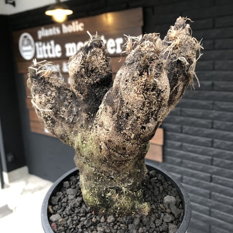 xerophyta  trichophylla《S size》※現地球発根済株※驚愕強靭株※限りなくweightはlow‼︎過去2番位にかわいい小振サイズ‼︎※mad black pot植え※限定3株
